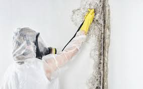 Trusted Ferndale, WA Mold Remediation Experts